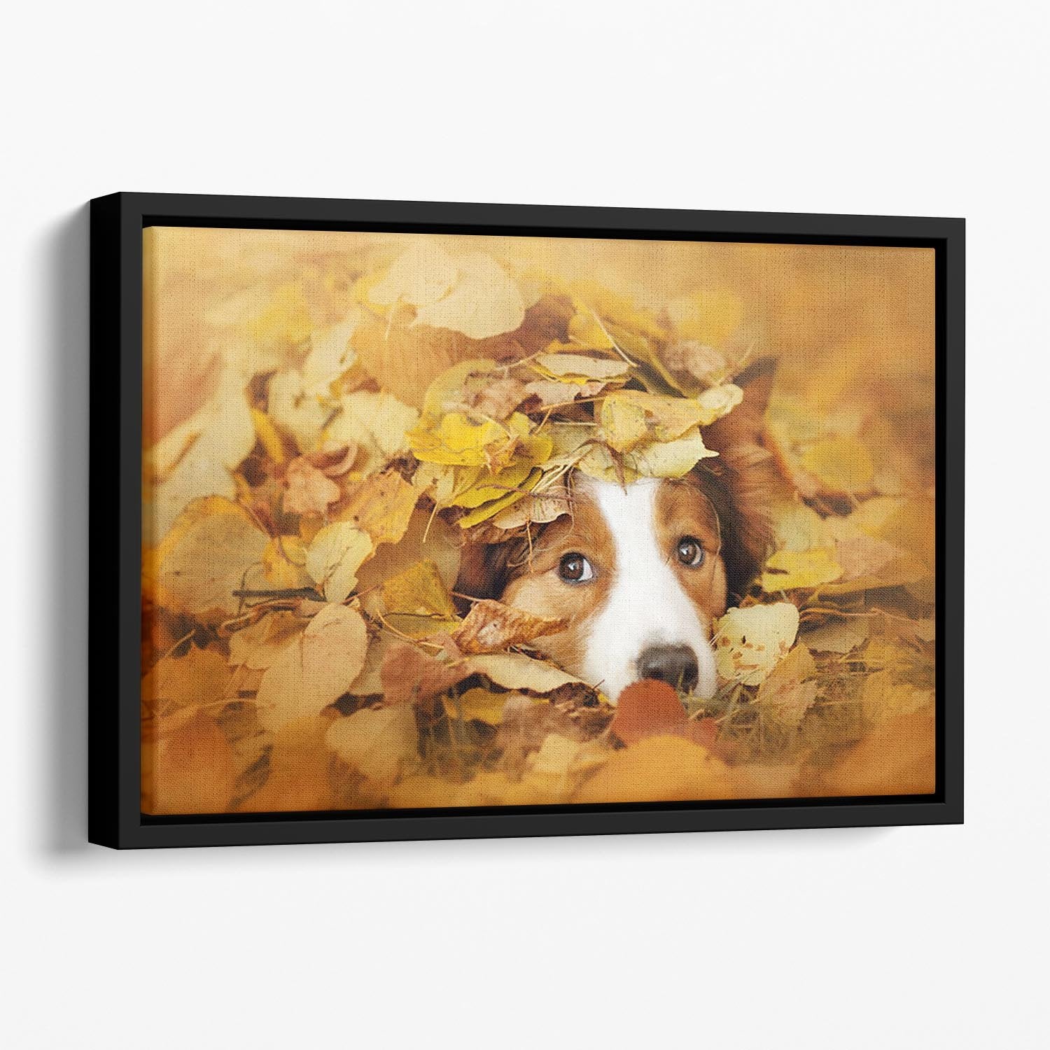 Young red border collie dog playing with leaves Floating Framed Canvas - Canvas Art Rocks - 1