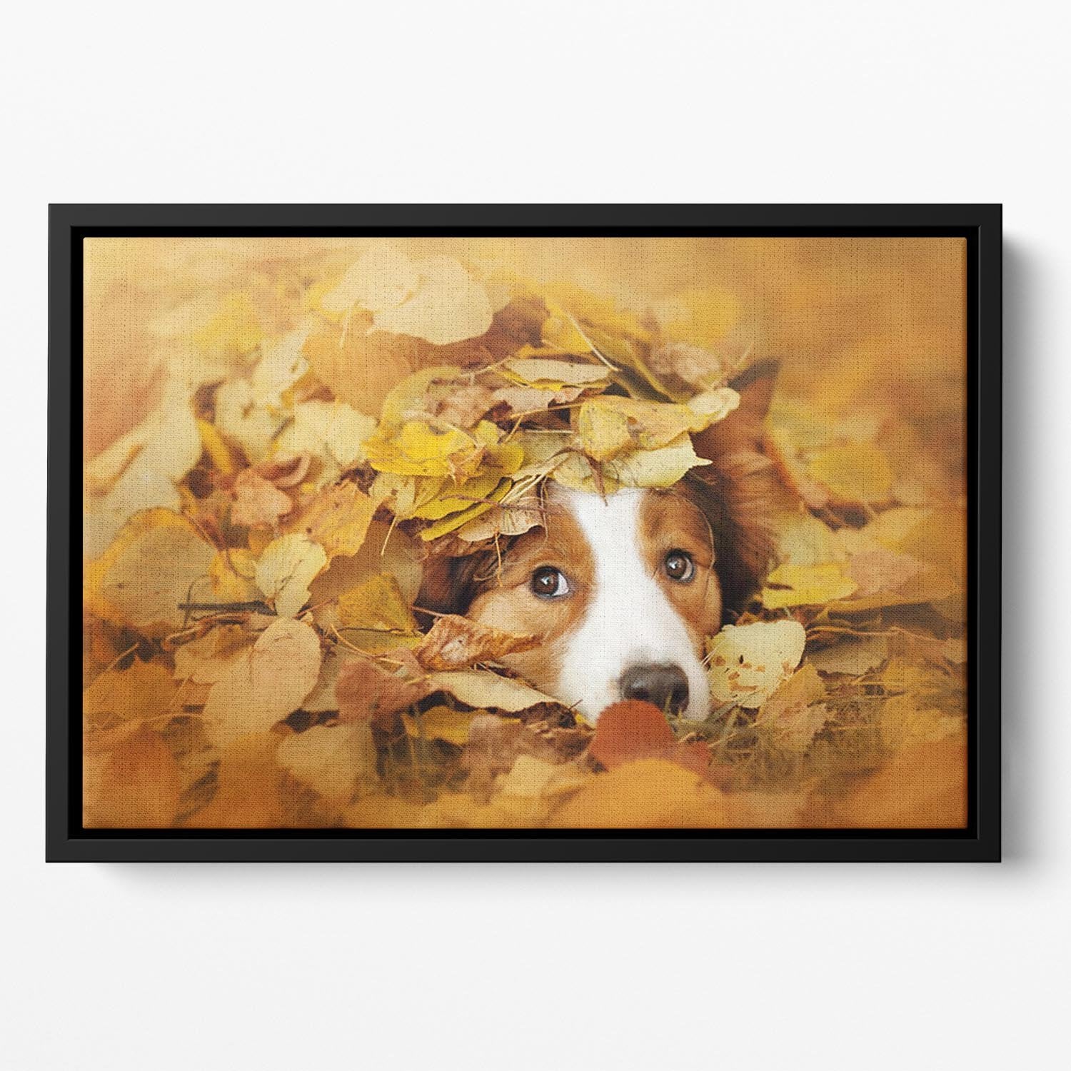 Young red border collie dog playing with leaves Floating Framed Canvas - Canvas Art Rocks - 2