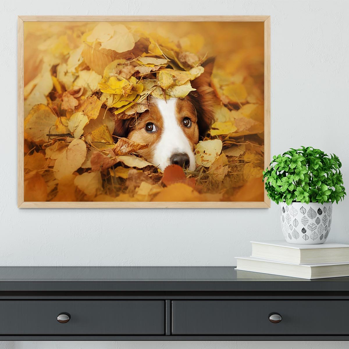 Young red border collie dog playing with leaves Framed Print - Canvas Art Rocks - 4