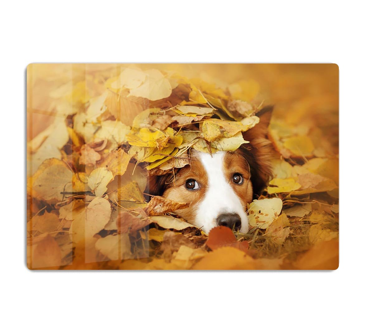 Young red border collie dog playing with leaves HD Metal Print - Canvas Art Rocks - 1