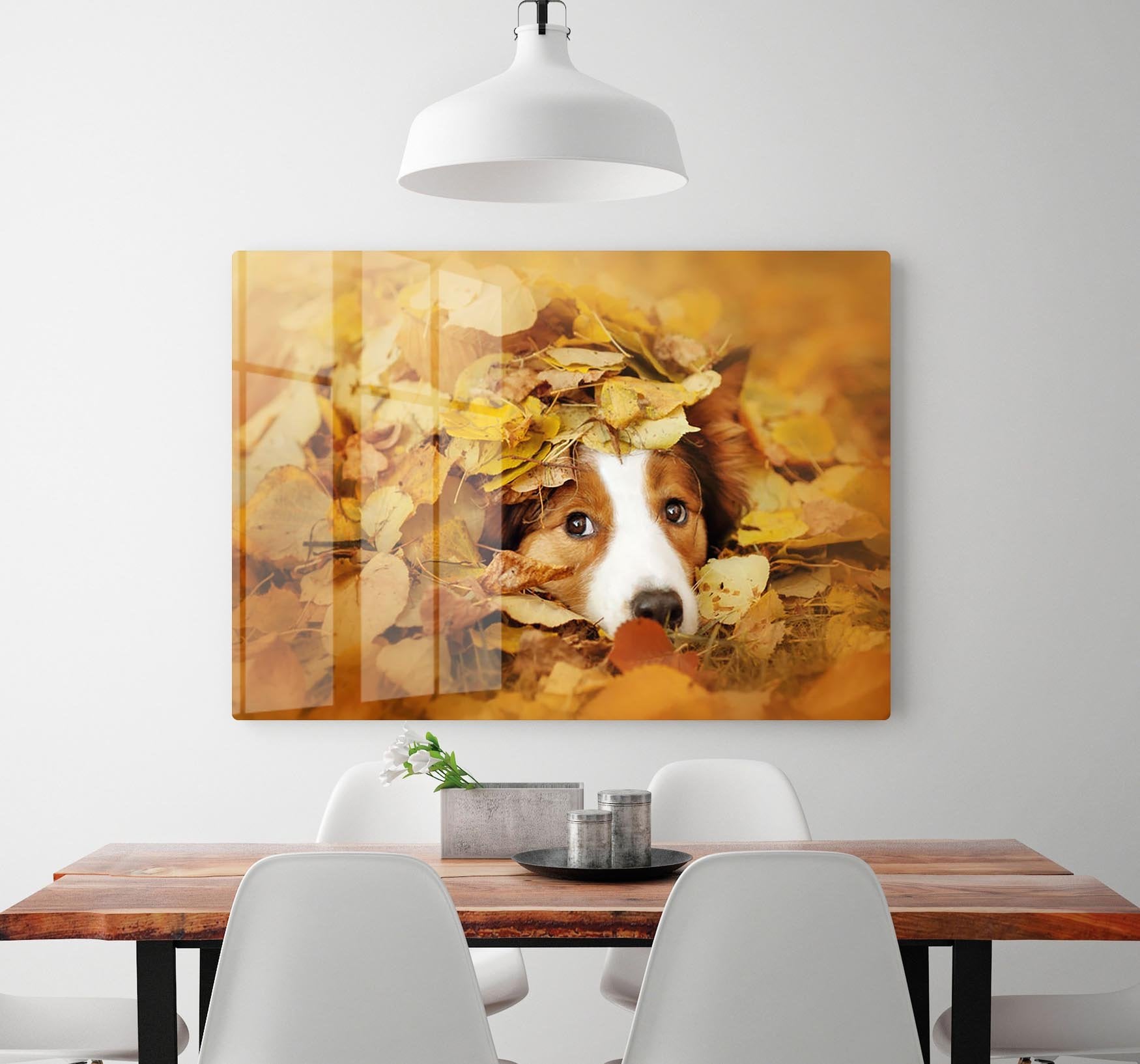 Young red border collie dog playing with leaves HD Metal Print - Canvas Art Rocks - 2