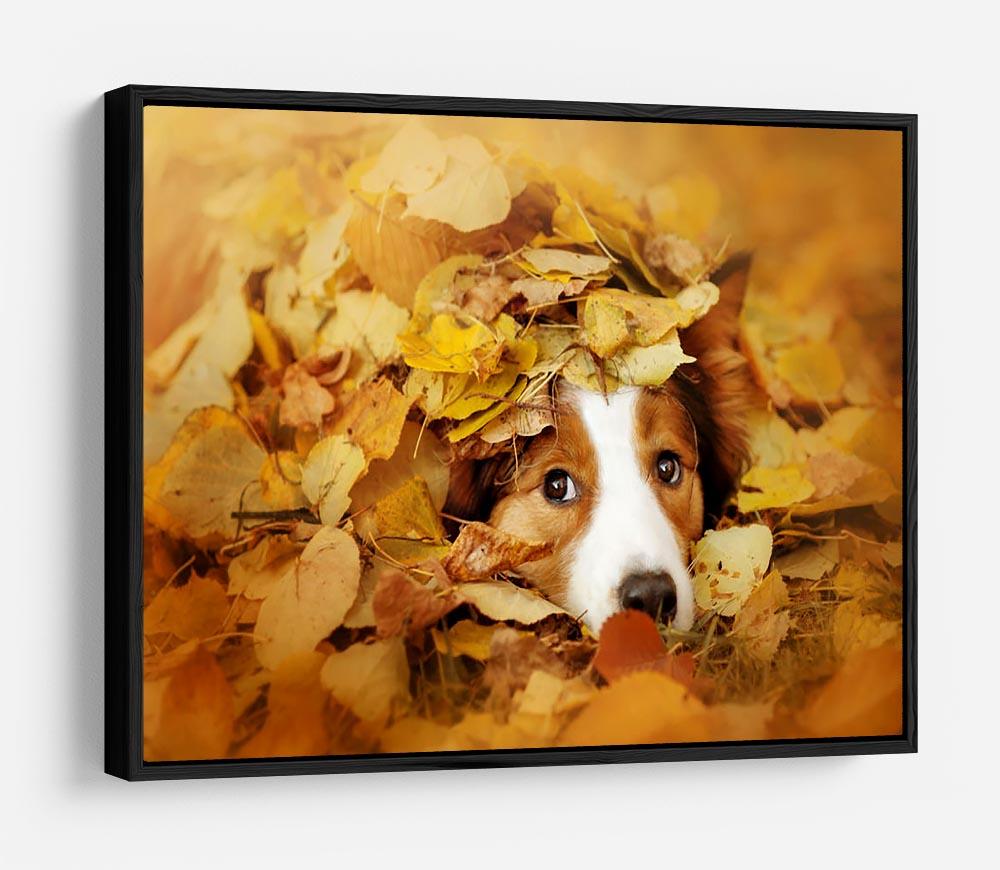 Young red border collie dog playing with leaves HD Metal Print - Canvas Art Rocks - 6