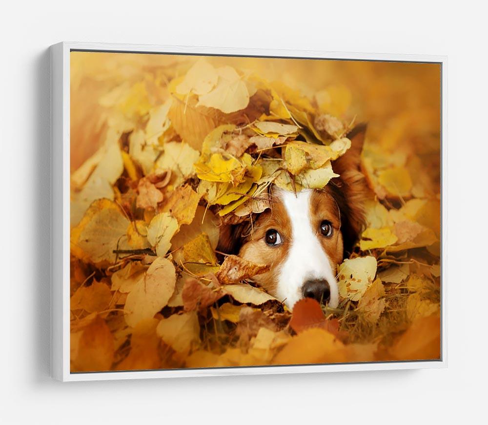 Young red border collie dog playing with leaves HD Metal Print - Canvas Art Rocks - 7