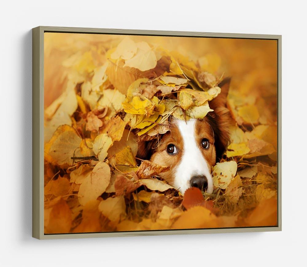 Young red border collie dog playing with leaves HD Metal Print - Canvas Art Rocks - 8