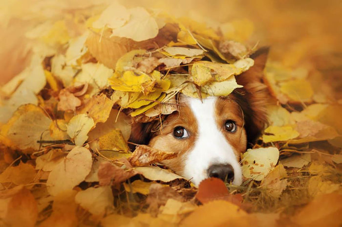 Young red border collie dog playing with leaves Wall Mural Wallpaper