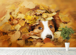 Young red border collie dog playing with leaves Wall Mural Wallpaper - Canvas Art Rocks - 4