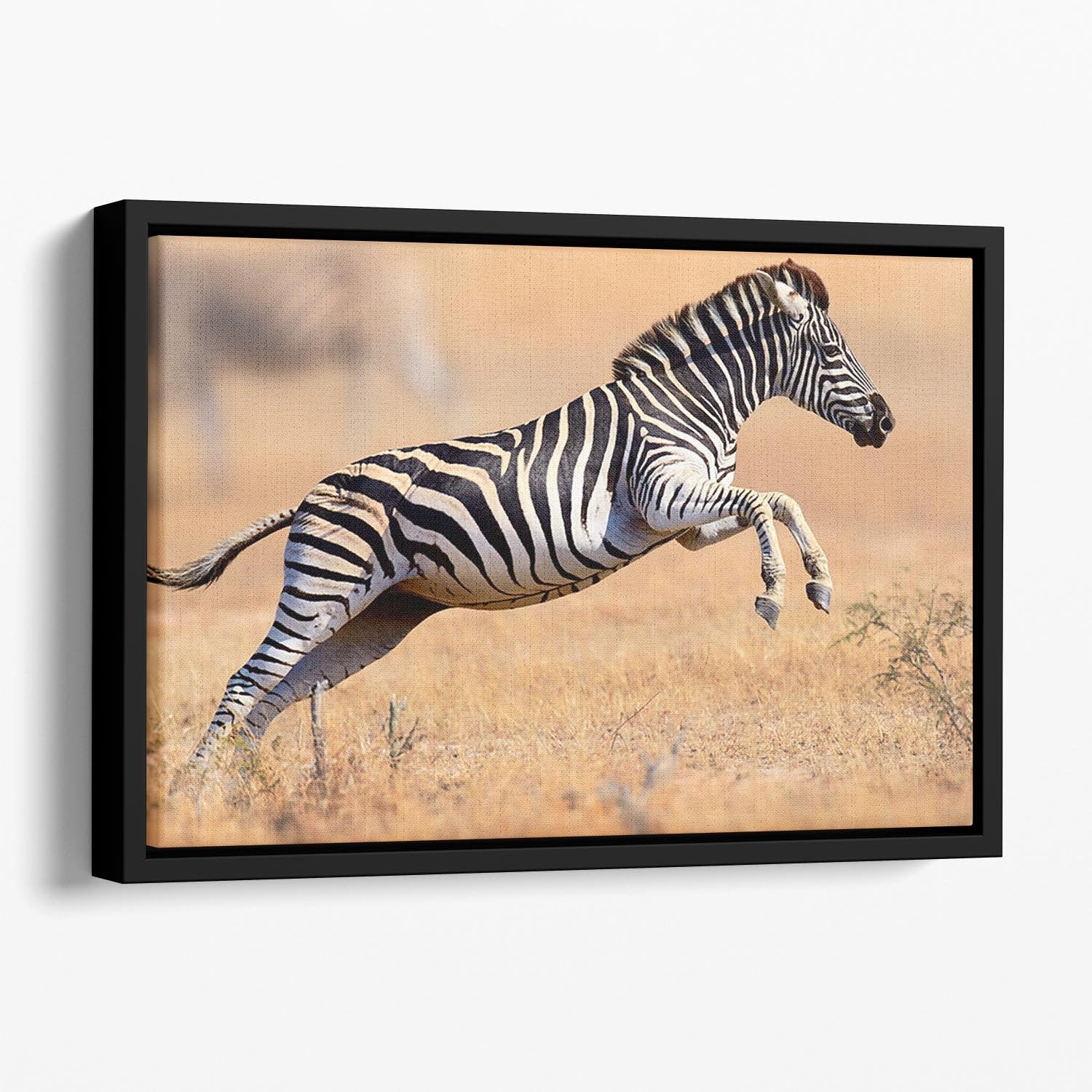 Zebra Floating Framed Canvas - Canvas Art Rocks - 1