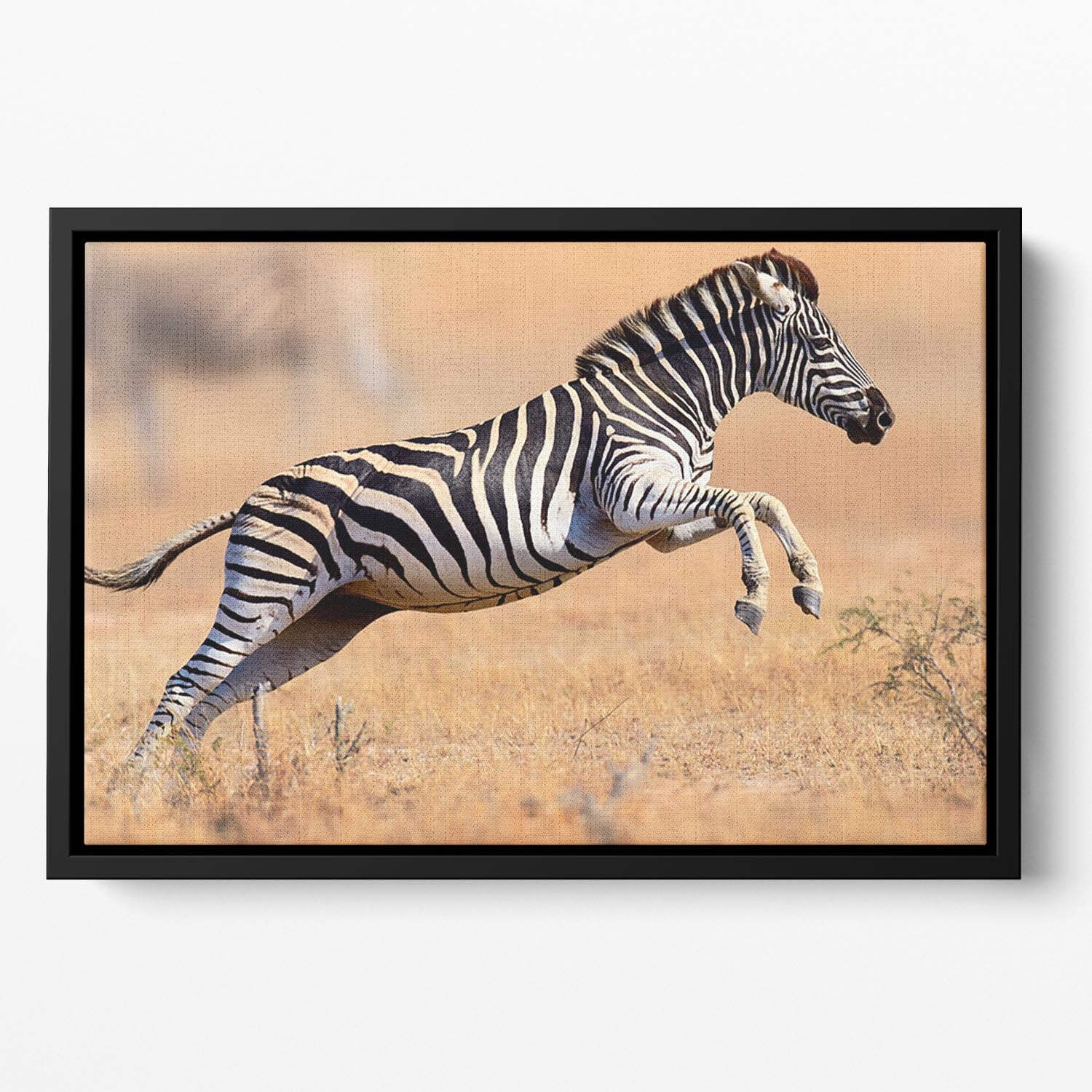 Zebra Floating Framed Canvas - Canvas Art Rocks - 2