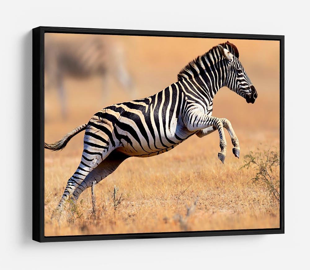 Zebra HD Metal Print - Canvas Art Rocks - 6