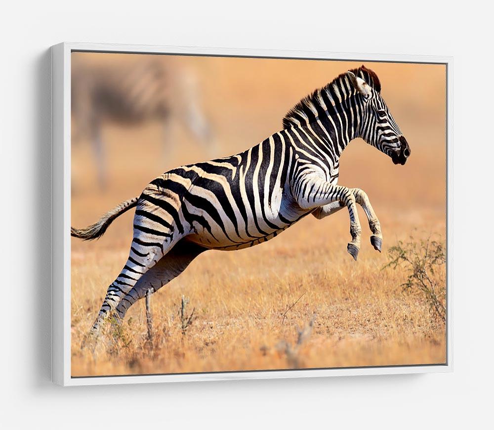Zebra HD Metal Print - Canvas Art Rocks - 7