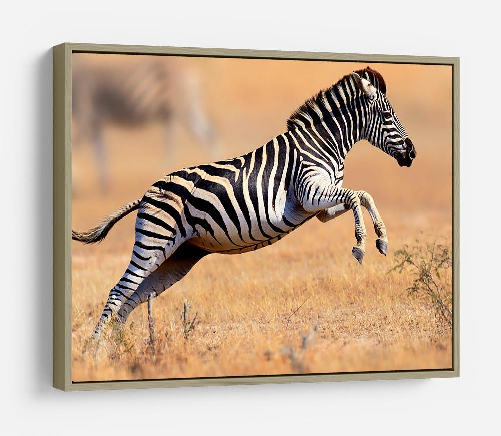 Zebra HD Metal Print - Canvas Art Rocks - 8
