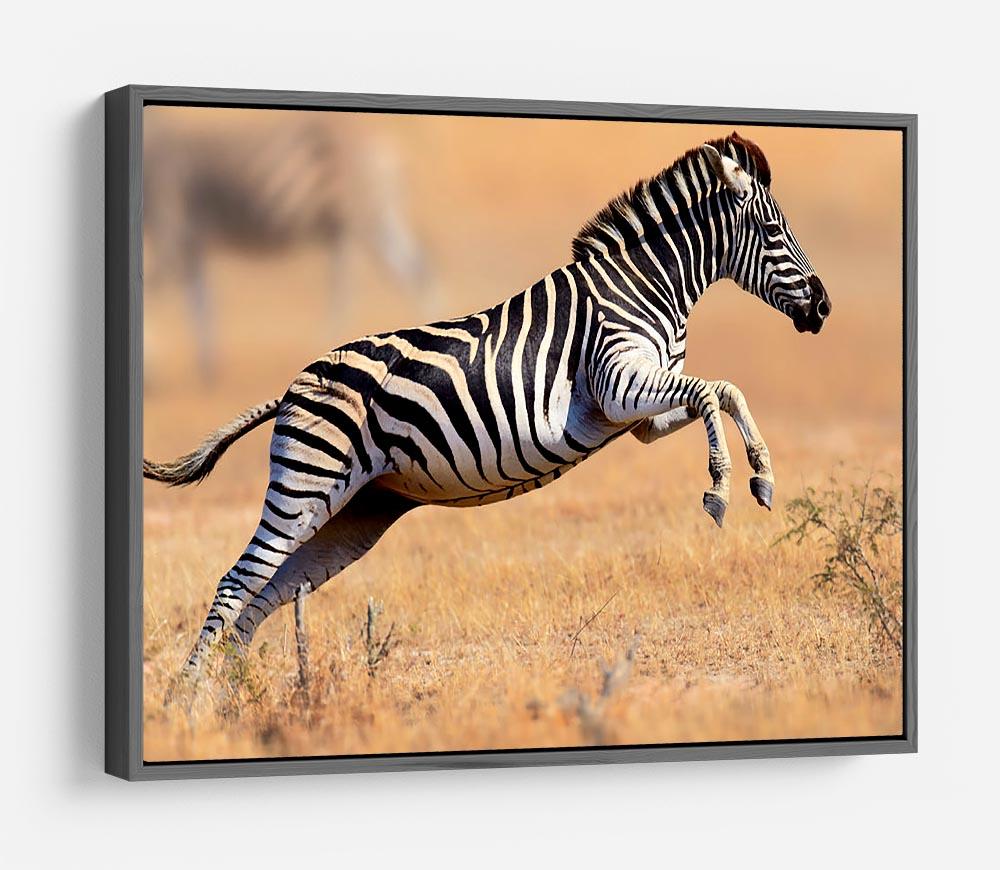 Zebra HD Metal Print - Canvas Art Rocks - 9