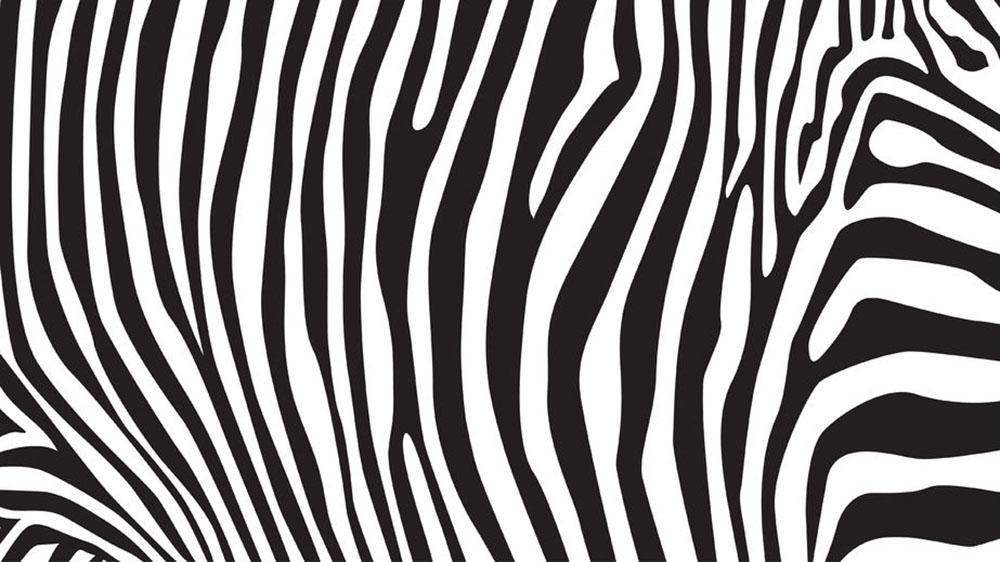 Zebra Print Wallpaper