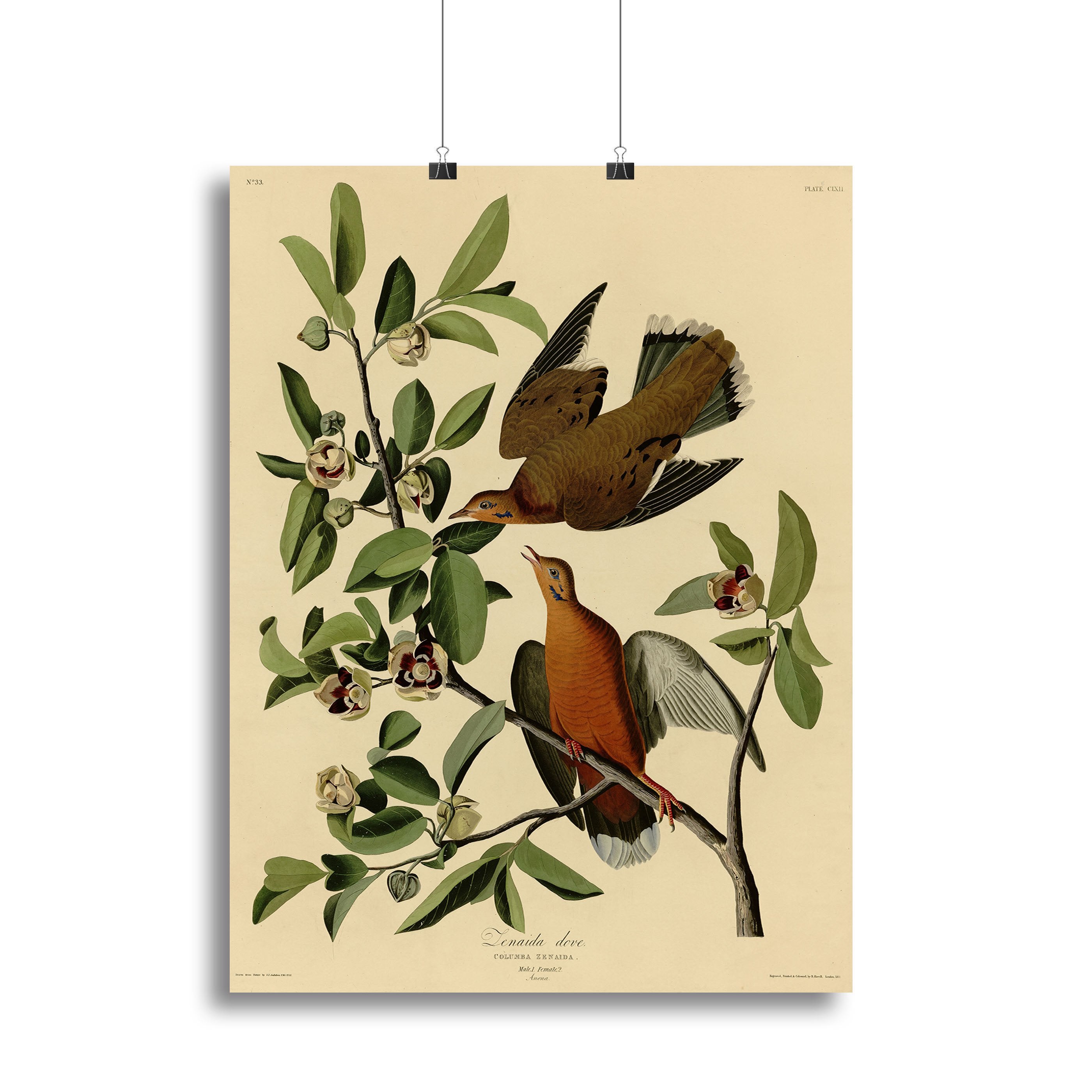 Zenaida Doves by Audubon Canvas Print or Poster