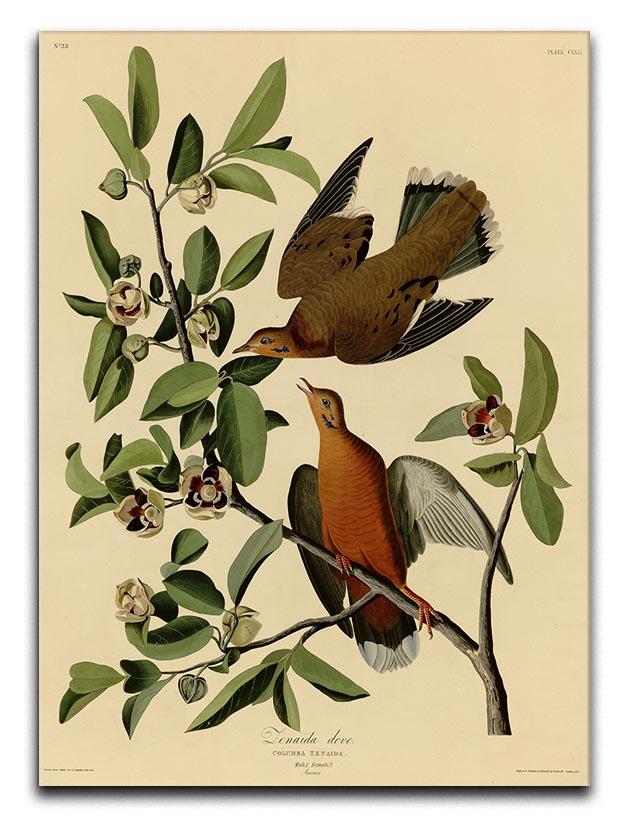 Zenaida Doves by Audubon Canvas Print or Poster - Canvas Art Rocks - 1