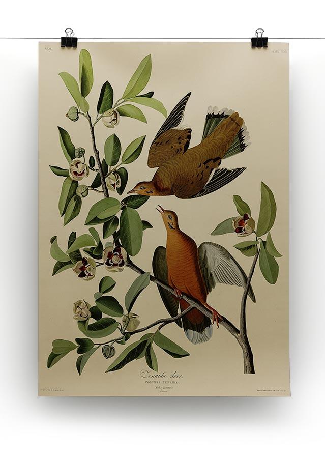 Zenaida Doves by Audubon Canvas Print or Poster - Canvas Art Rocks - 2
