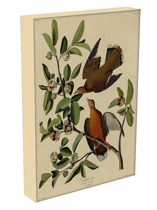 Zenaida Doves by Audubon Canvas Print or Poster - Canvas Art Rocks - 3
