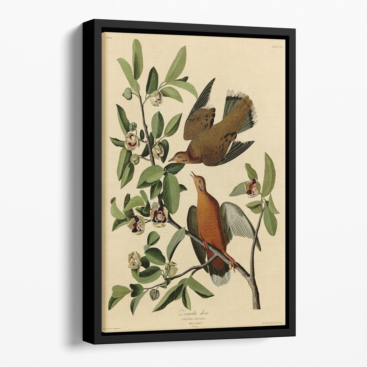 Zenaida Doves by Audubon Floating Framed Canvas