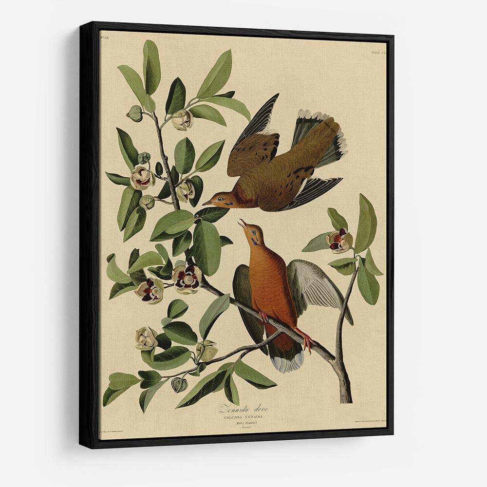 Zenaida Doves by Audubon HD Metal Print - Canvas Art Rocks - 6