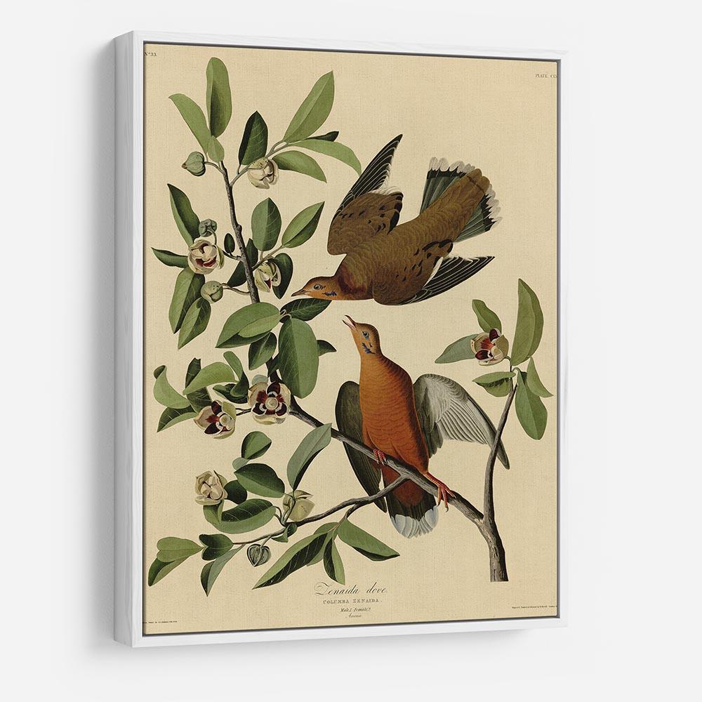 Zenaida Doves by Audubon HD Metal Print - Canvas Art Rocks - 7