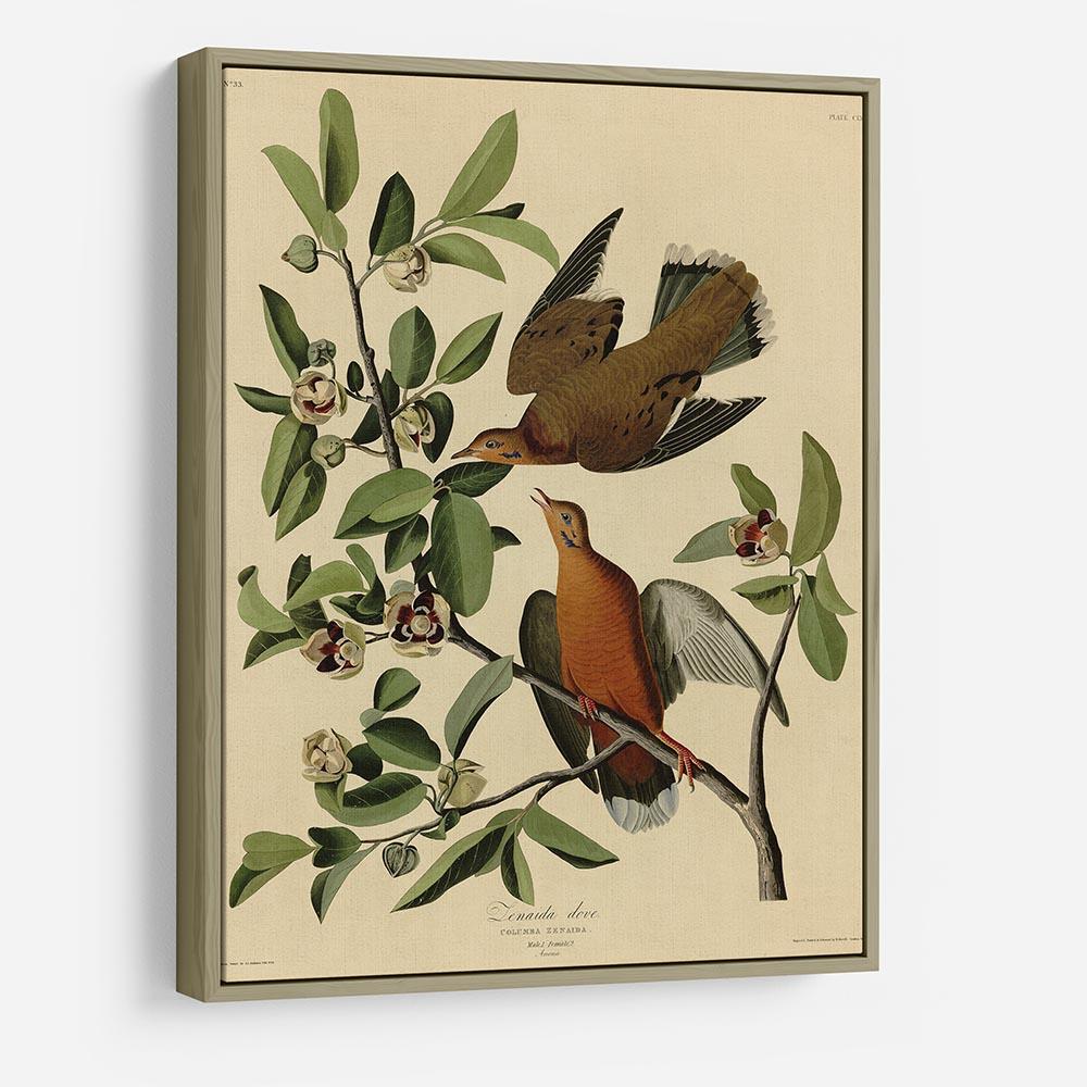 Zenaida Doves by Audubon HD Metal Print - Canvas Art Rocks - 8