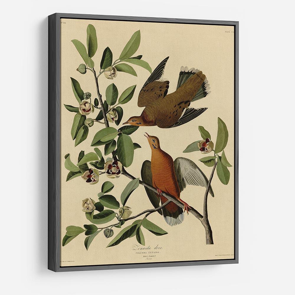 Zenaida Doves by Audubon HD Metal Print - Canvas Art Rocks - 9