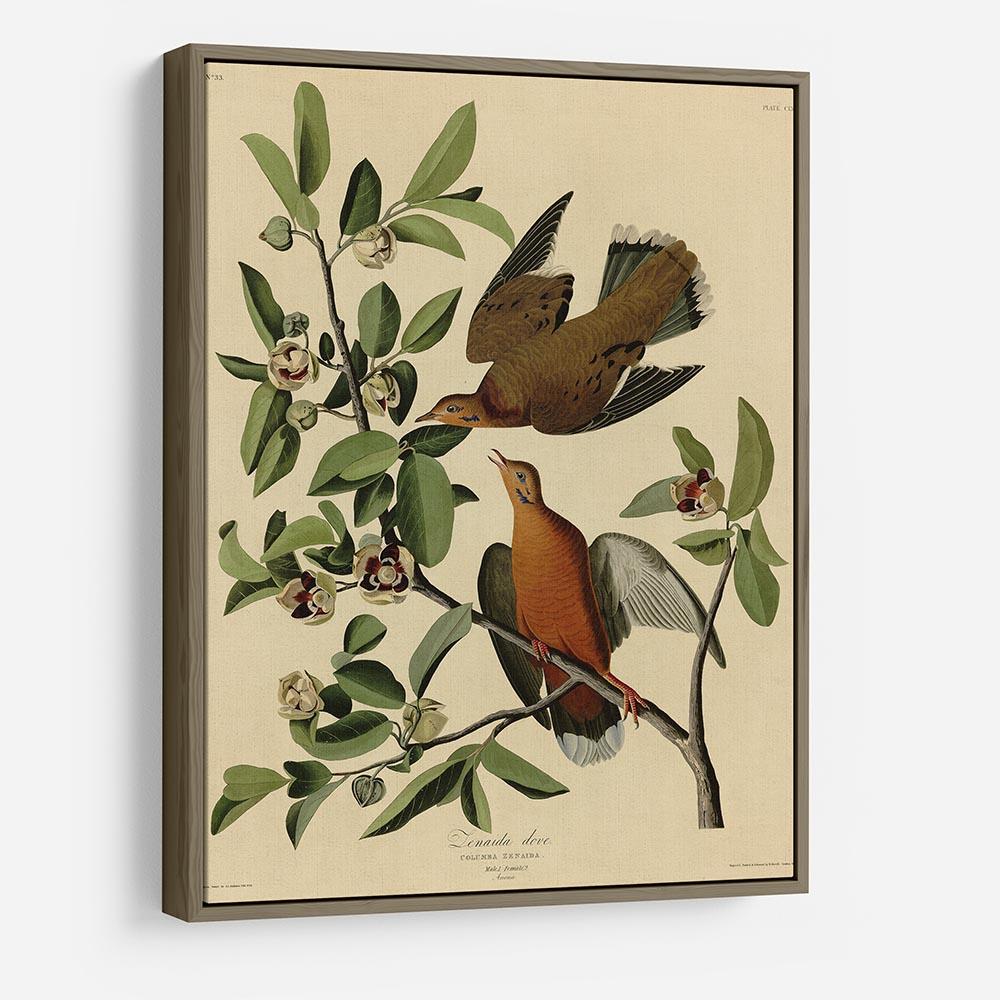Zenaida Doves by Audubon HD Metal Print - Canvas Art Rocks - 10