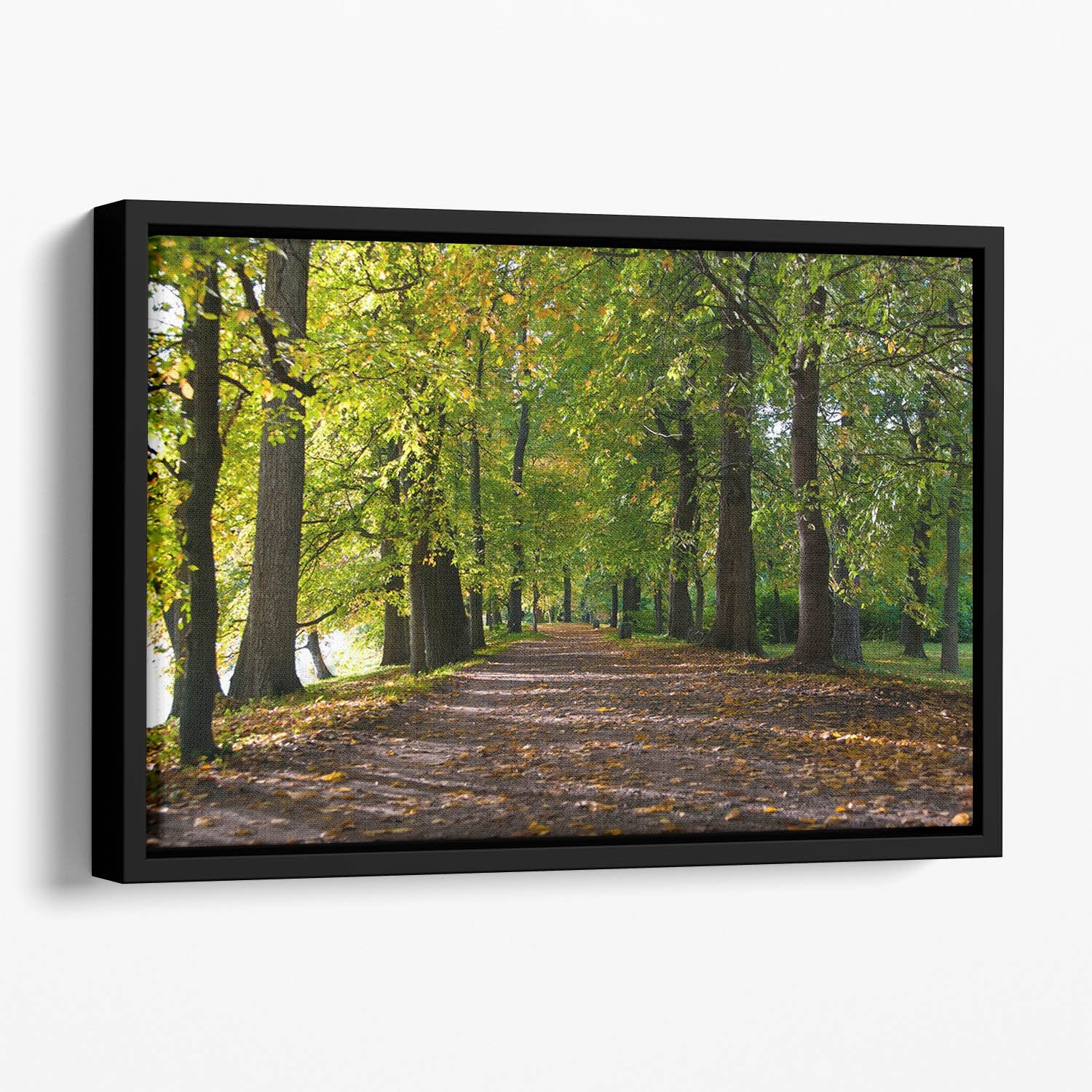 autumn road with leaves in park Floating Framed Canvas