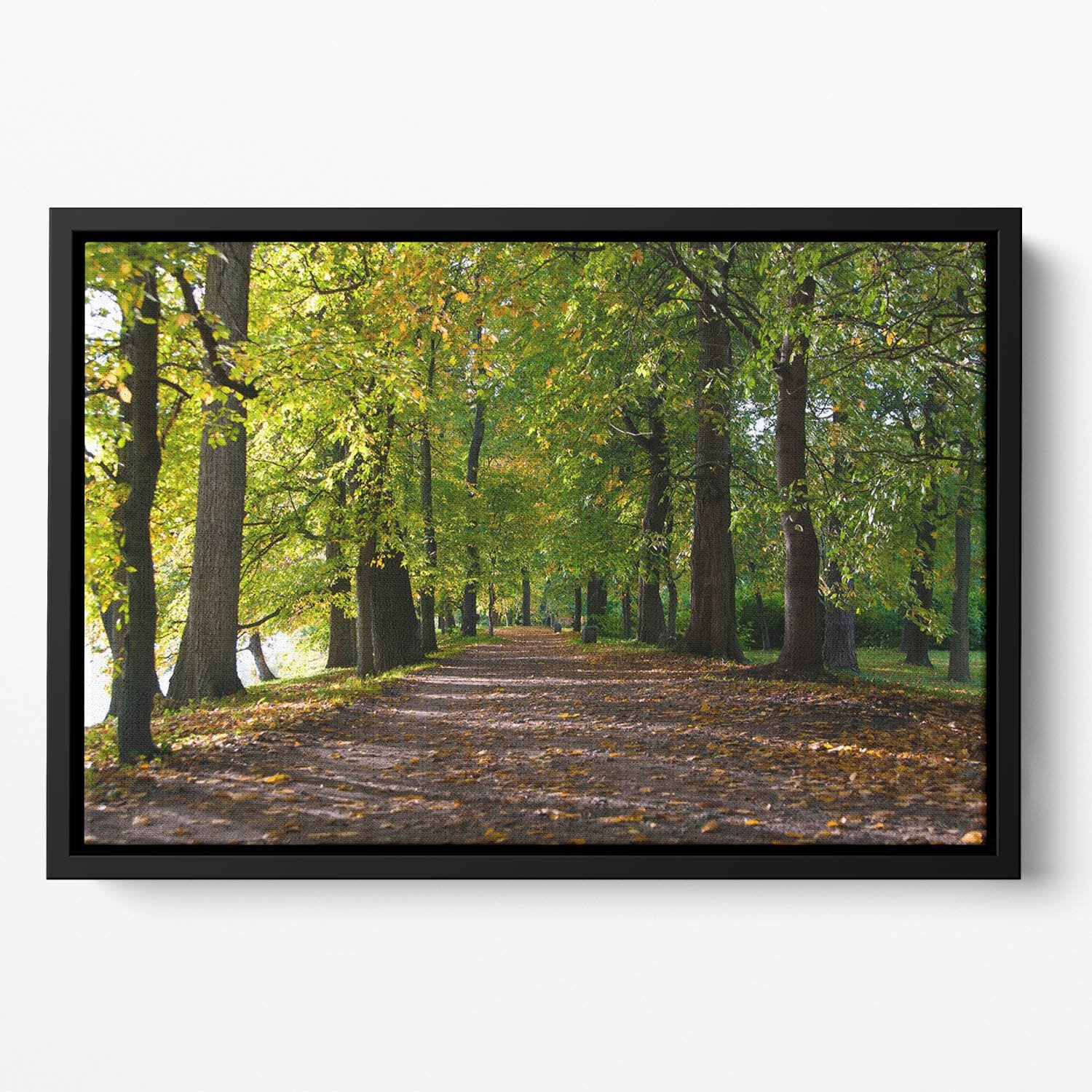 autumn road with leaves in park Floating Framed Canvas