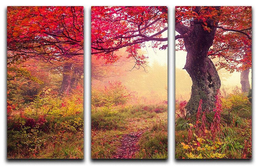 autumn trees in forest 3 Split Panel Canvas Print - Canvas Art Rocks - 1