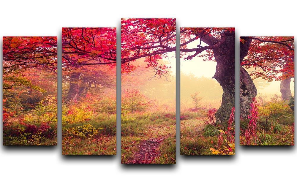 autumn trees in forest 5 Split Panel Canvas  - Canvas Art Rocks - 1