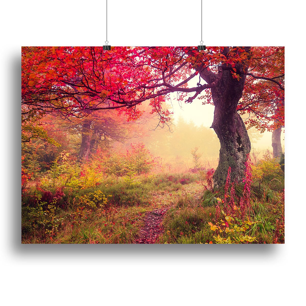 autumn trees in forest Canvas Print or Poster