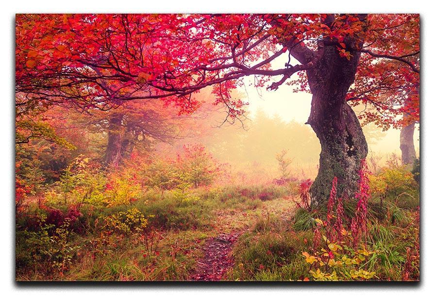 autumn trees in forest Canvas Print or Poster  - Canvas Art Rocks - 1