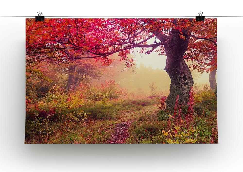 autumn trees in forest Canvas Print or Poster - Canvas Art Rocks - 2