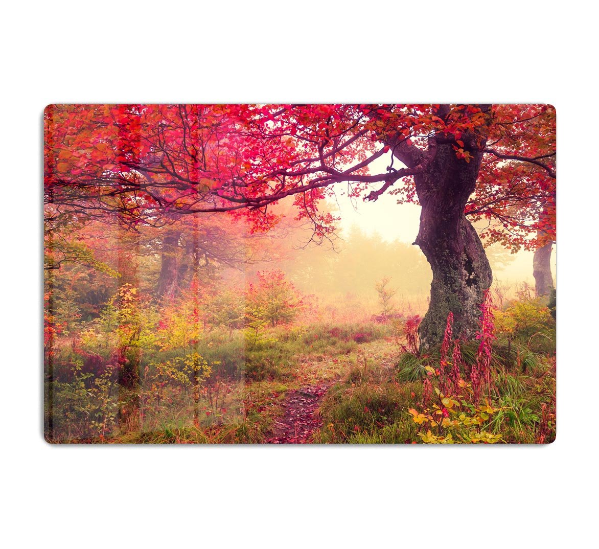 autumn trees in forest HD Metal Print