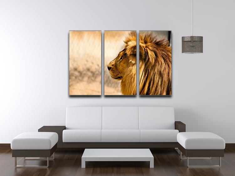beautiful African lion relaxing on the sun 3 Split Panel Canvas Print - Canvas Art Rocks - 3