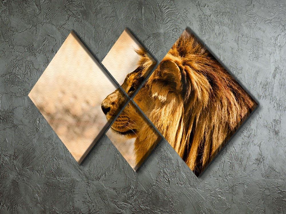 beautiful African lion relaxing on the sun 4 Square Multi Panel Canvas - Canvas Art Rocks - 2
