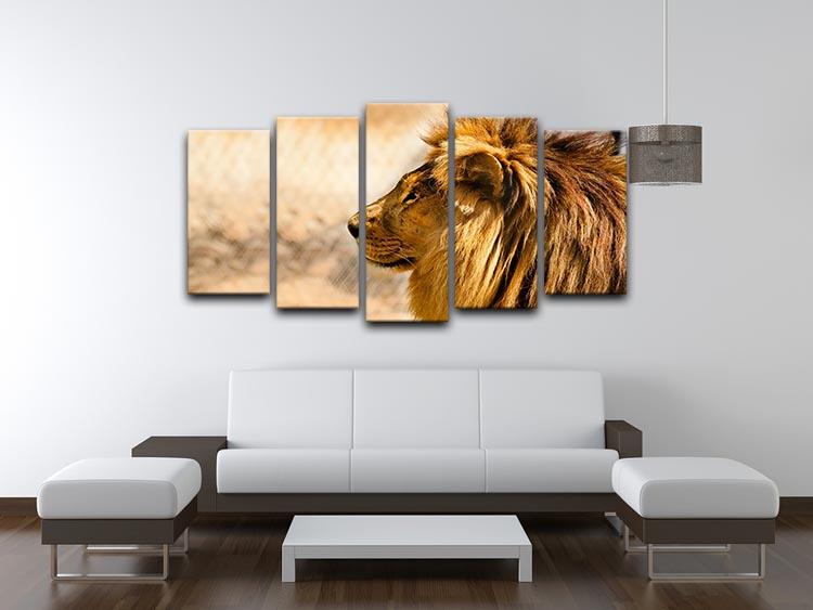 beautiful African lion relaxing on the sun 5 Split Panel Canvas - Canvas Art Rocks - 3