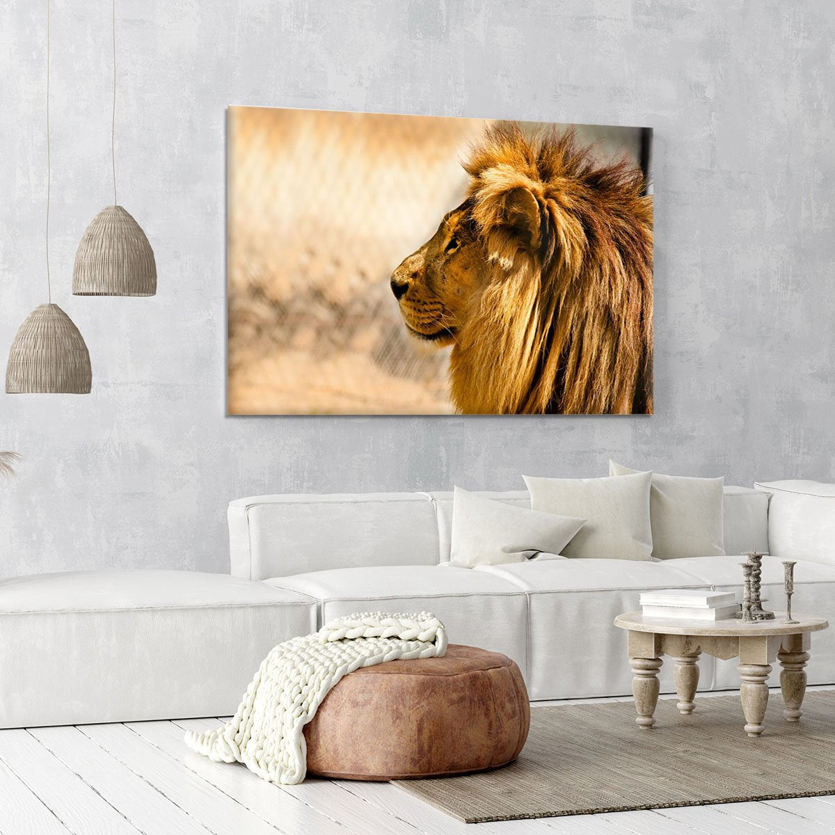 beautiful African lion relaxing on the sun Canvas Print or Poster