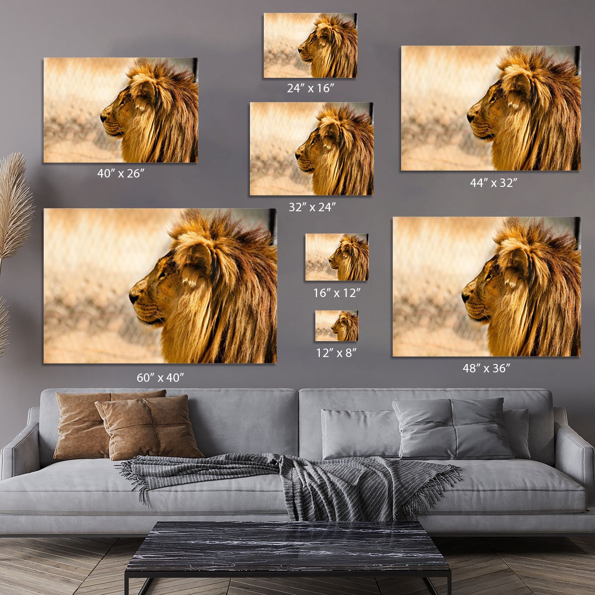 beautiful African lion relaxing on the sun Canvas Print or Poster