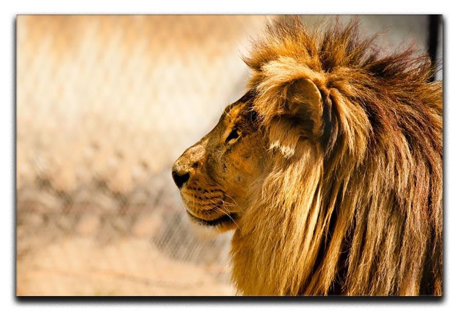beautiful African lion relaxing on the sun Canvas Print or Poster - Canvas Art Rocks - 1