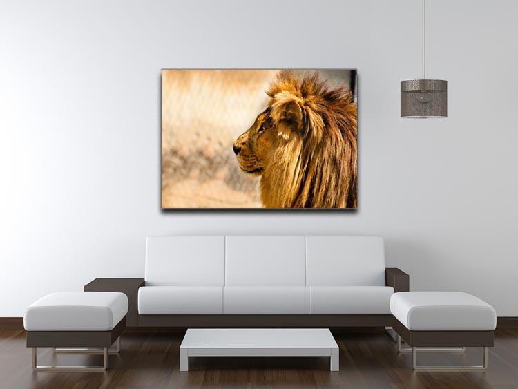 beautiful African lion relaxing on the sun Canvas Print or Poster - Canvas Art Rocks - 4