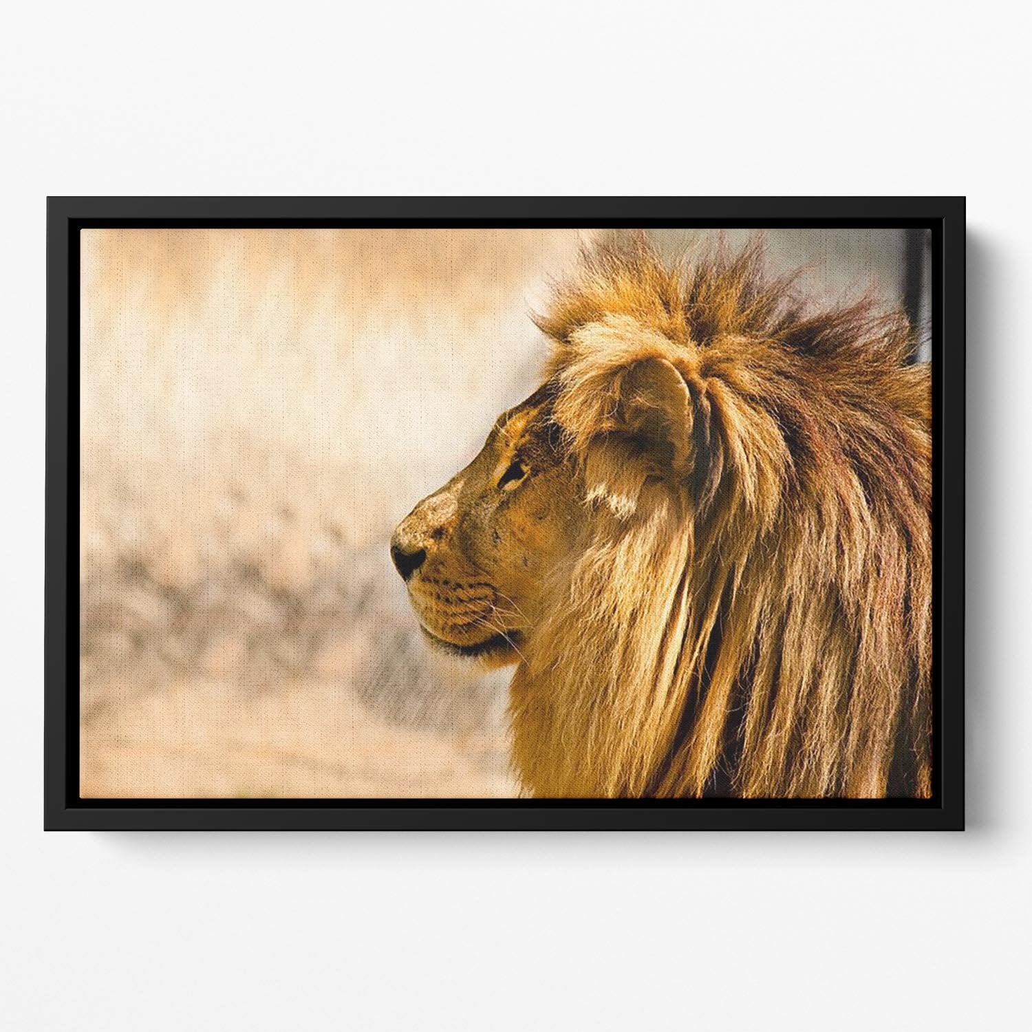 beautiful African lion relaxing on the sun Floating Framed Canvas - Canvas Art Rocks - 2