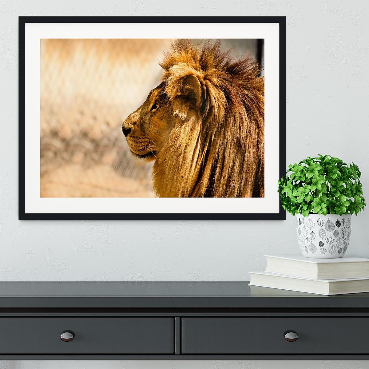 beautiful African lion relaxing on the sun Framed Print - Canvas Art Rocks - 1