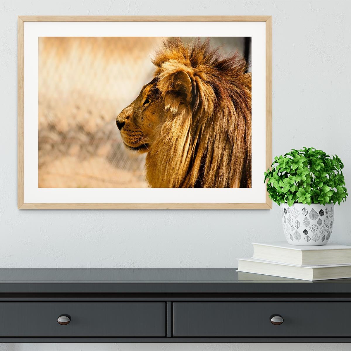beautiful African lion relaxing on the sun Framed Print - Canvas Art Rocks - 3
