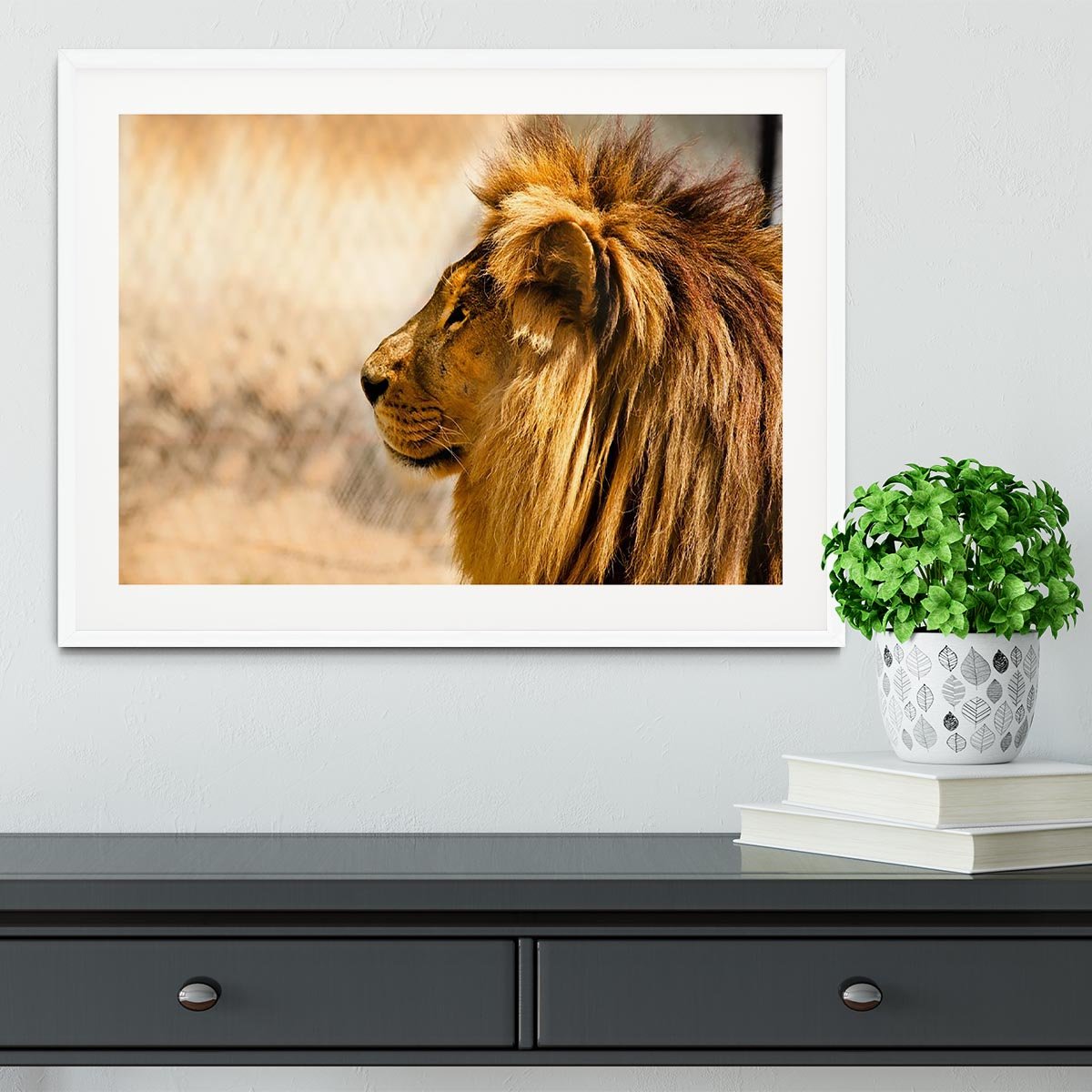beautiful African lion relaxing on the sun Framed Print - Canvas Art Rocks - 5