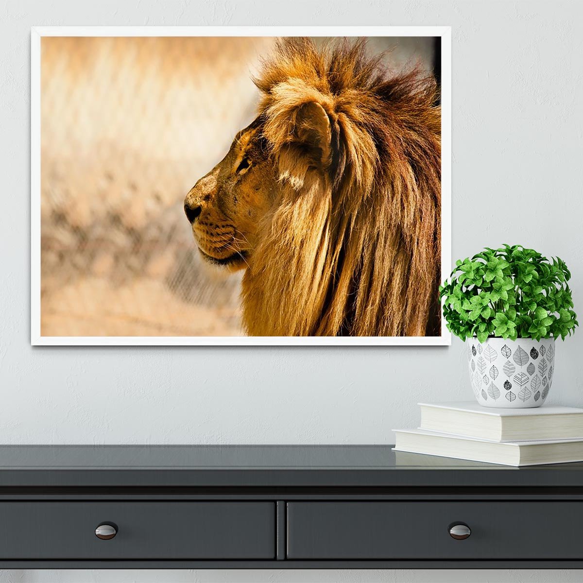 beautiful African lion relaxing on the sun Framed Print - Canvas Art Rocks -6