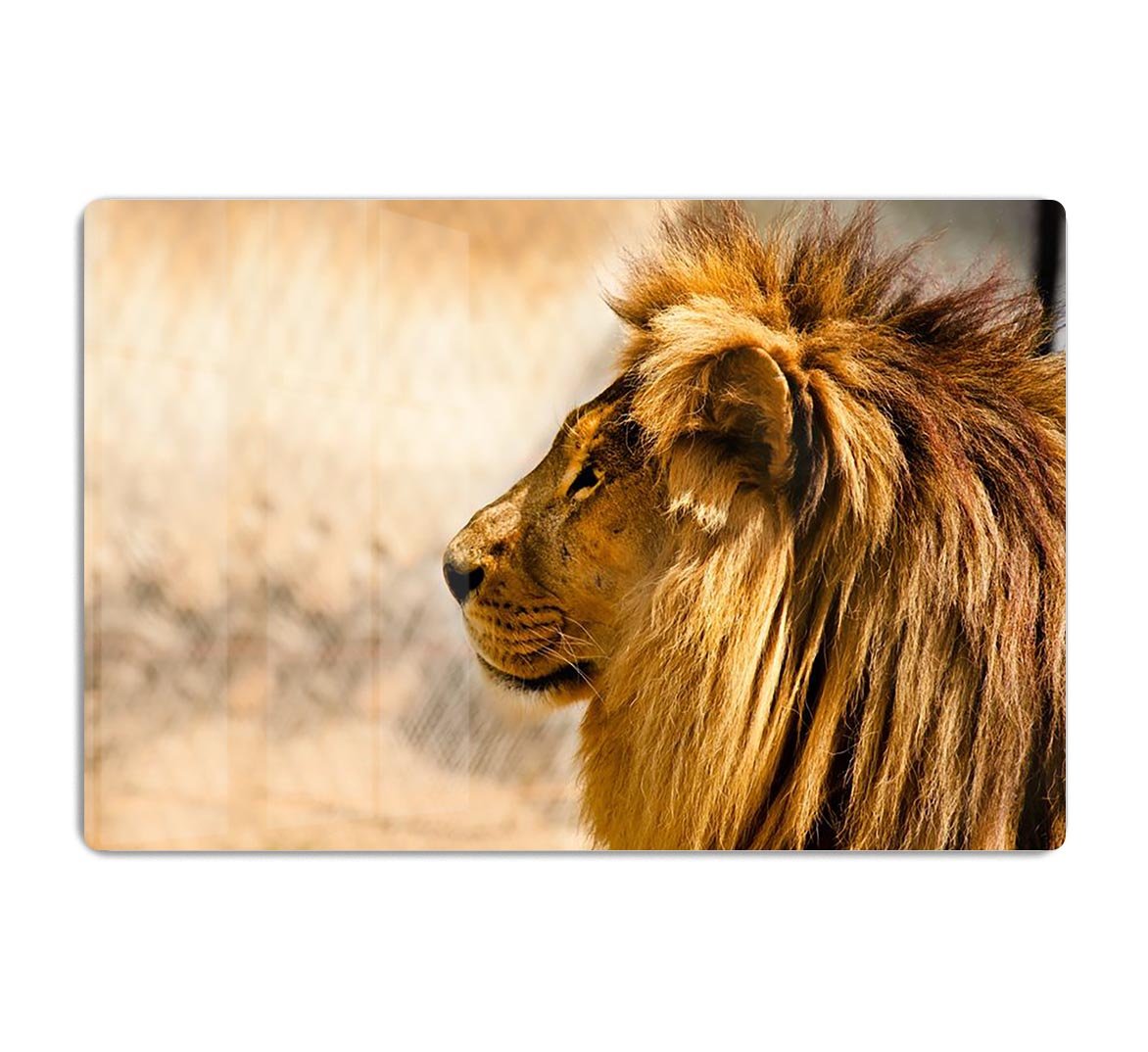 beautiful African lion relaxing on the sun HD Metal Print - Canvas Art Rocks - 1