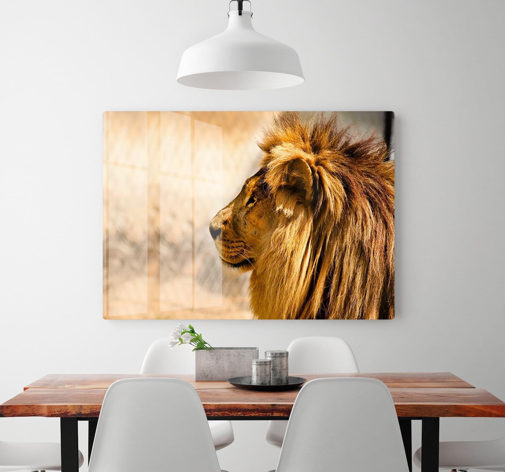 beautiful African lion relaxing on the sun HD Metal Print - Canvas Art Rocks - 2