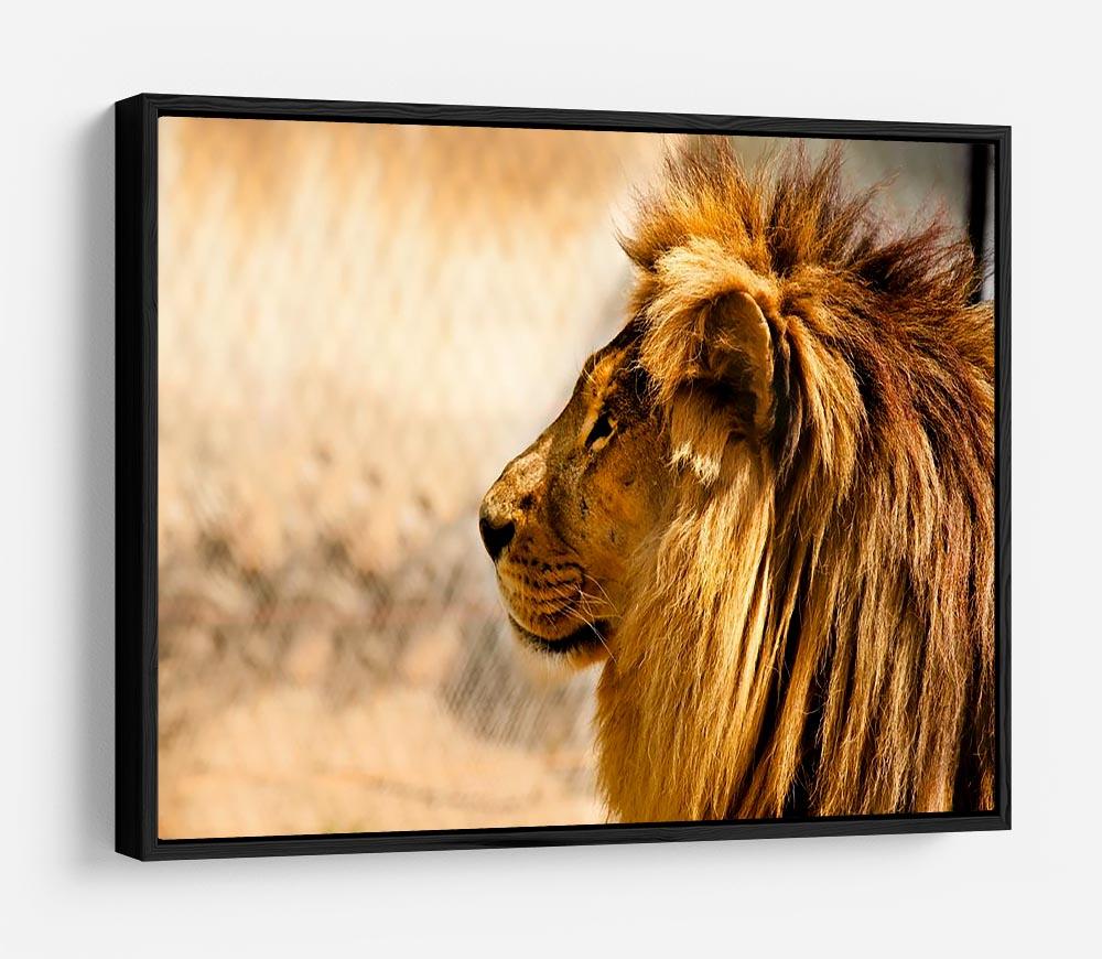 beautiful African lion relaxing on the sun HD Metal Print - Canvas Art Rocks - 6